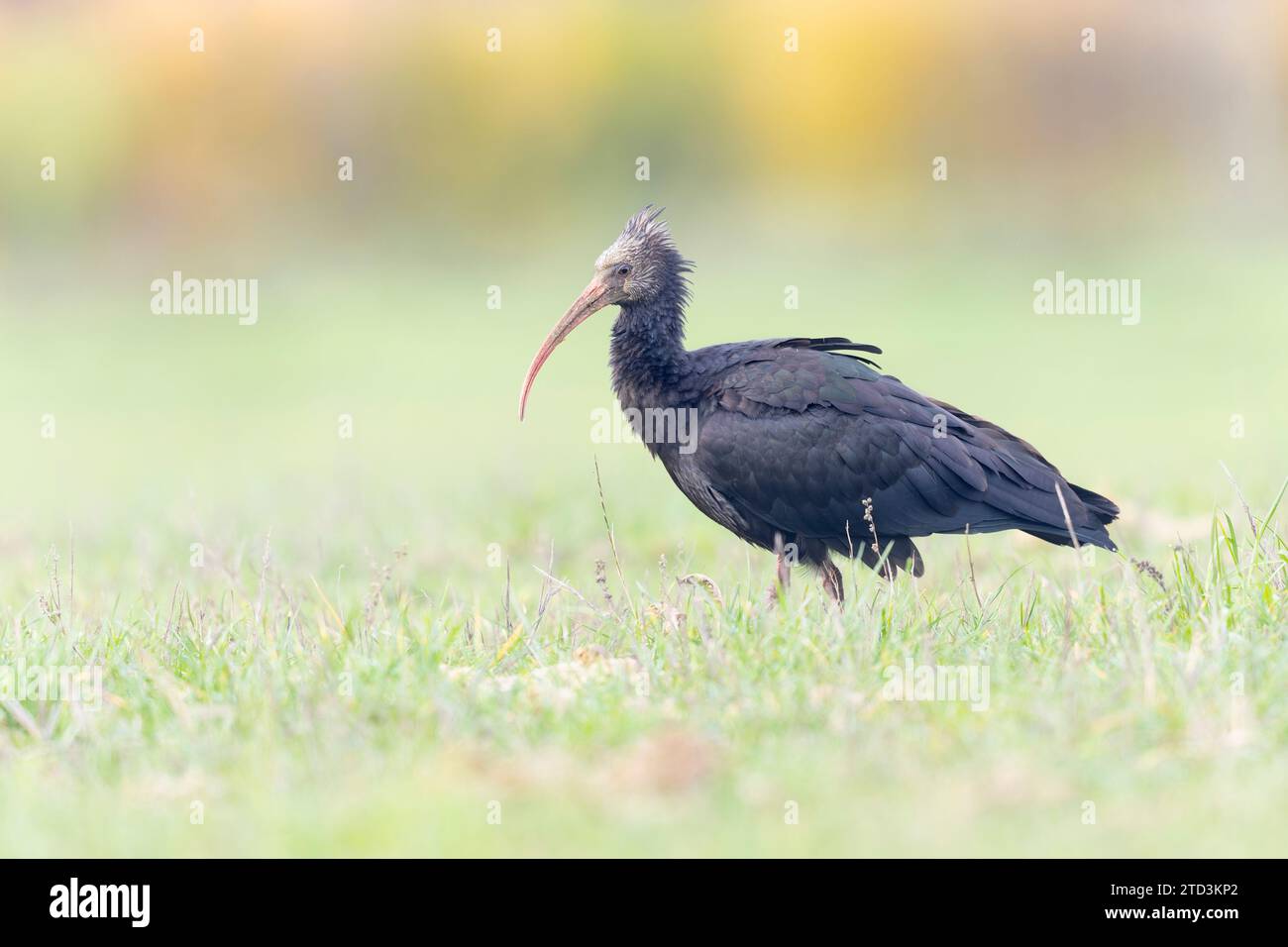 Ibis calvo settentrionale che si ripete in un prato Foto Stock