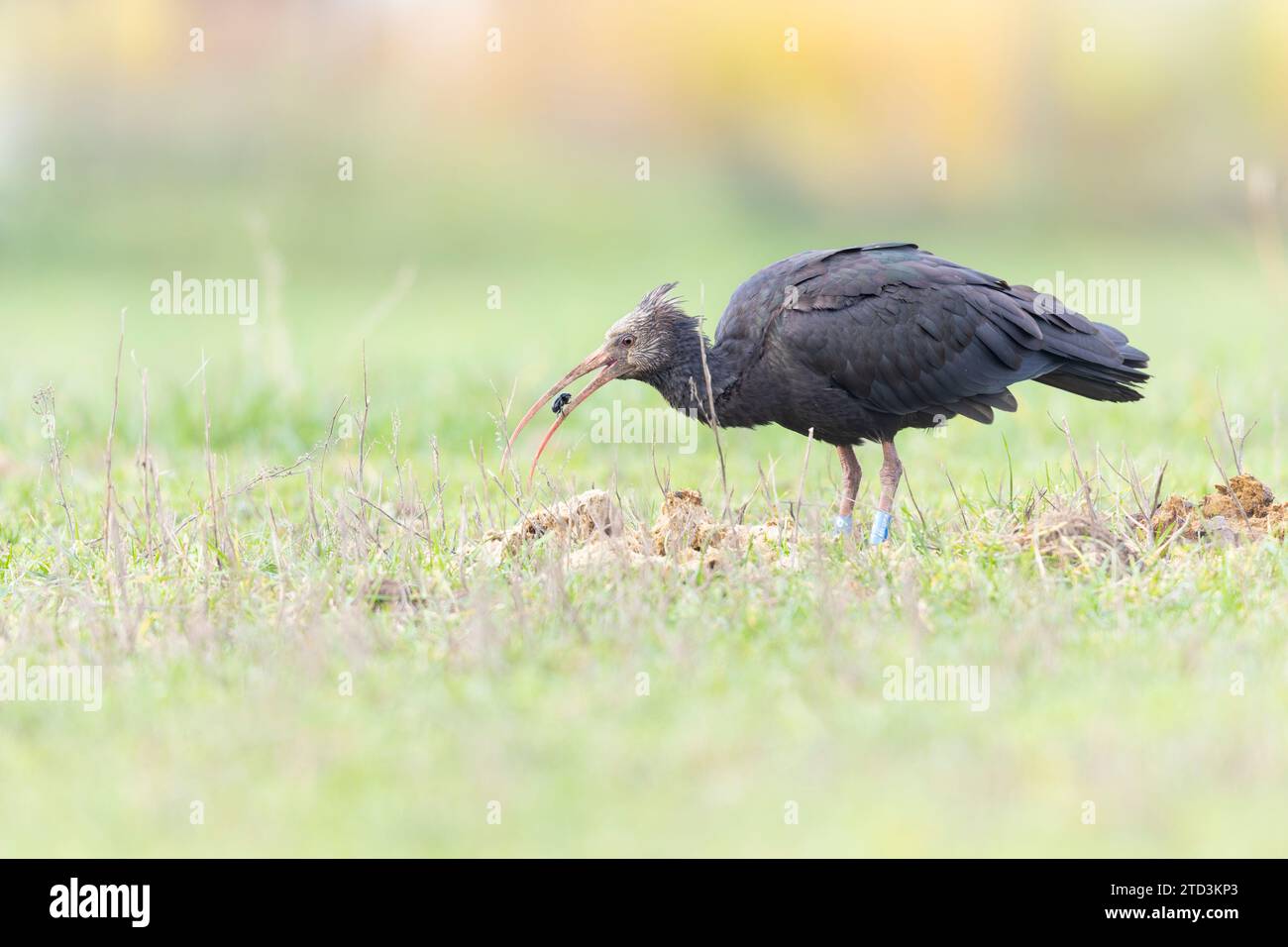 Northern Bald ibis (Geronticus eremita) mangiare una cimice. Foto Stock