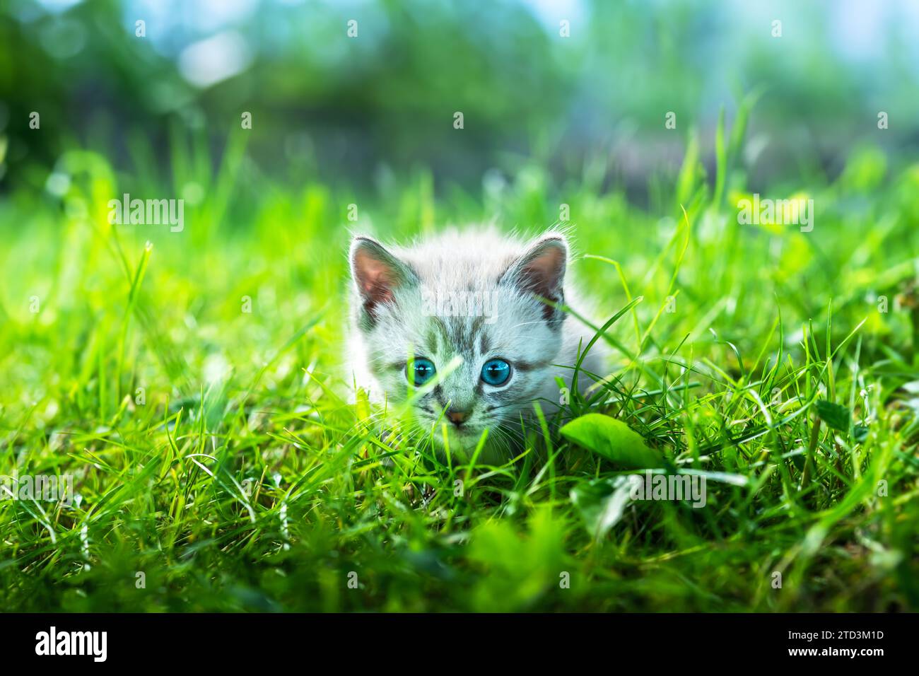 Piccolo gattino con ayes blu che giocano nell'erba verde sul cortile. Fotografie di animali domestici e animali Foto Stock