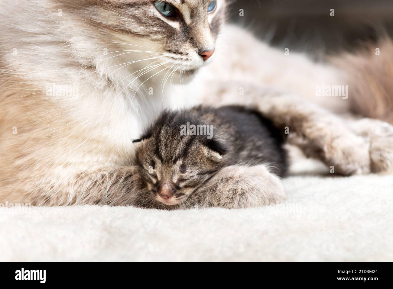 Piccolo gattino cieco che dorme vicino a sua madre da vicino. I gatti prosciugano su un accogliente tappeto bianco Foto Stock