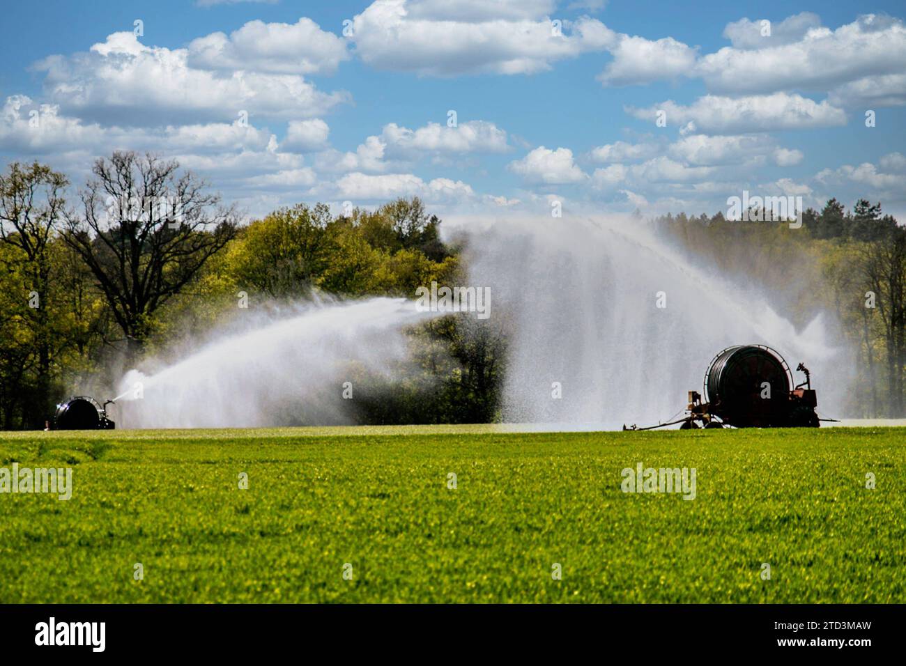 Landwirtschaft Beregnung eines Mais- und Weizenfeldes in der Gemarkung Peine bei Hannover AM 25.04.2019 *** Agricoltura irrigazione di un campo di granturco e di frumento nel distretto di Peine vicino ad Hannover il 25 04 2019 Foto Stock