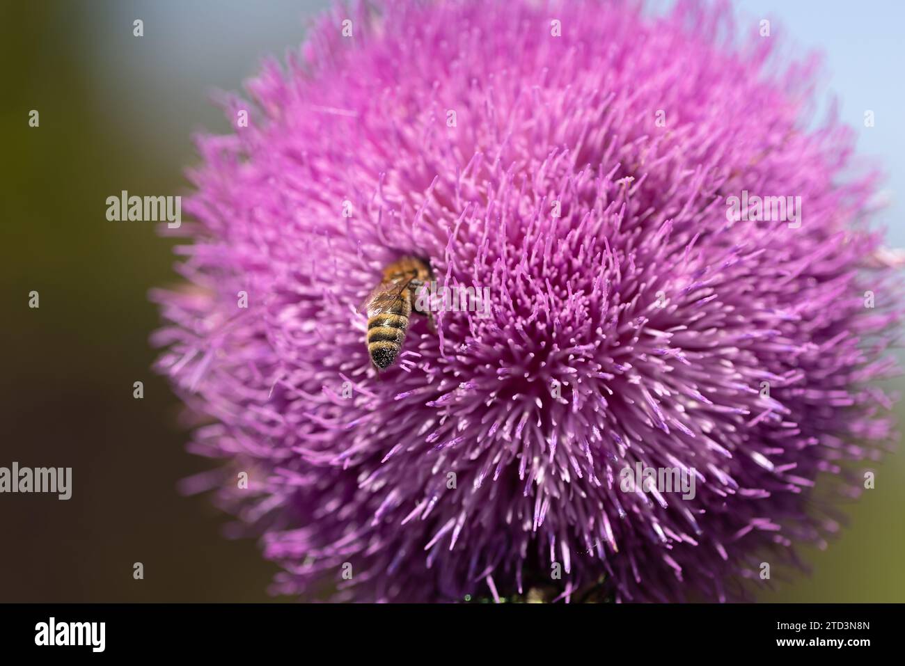 Beato cardo di latte fiori rosa nel campo. Silybum marianum Plant. St Il cardo di Mary fiorisce rosa. Primo piano per la raccolta del polline sulle api a base di thistle viola fl Foto Stock