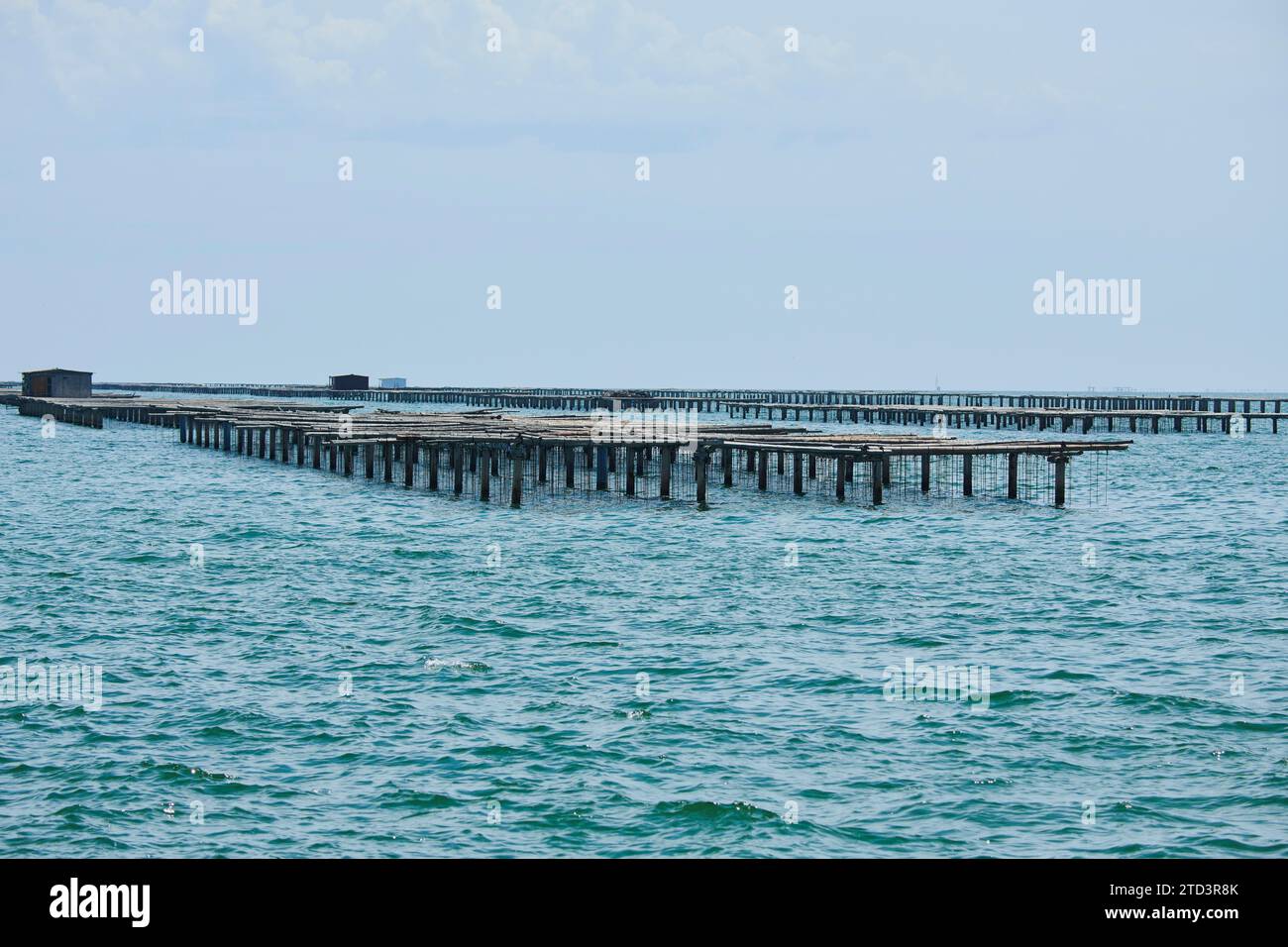 Allevamento di mitili di Musclarium vicino alla rapita, delta dell'ebro, Catalogna, Spagna Foto Stock