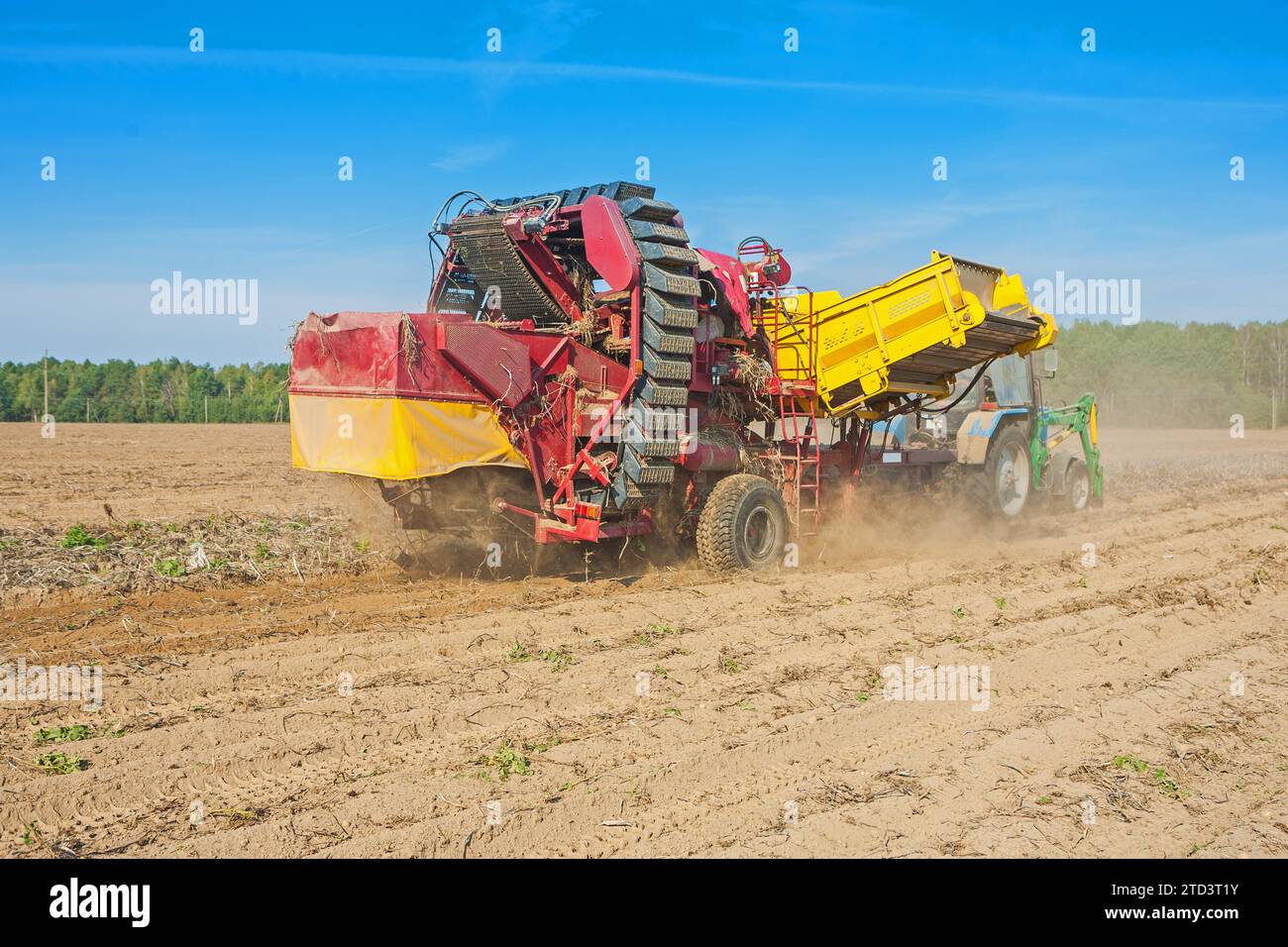 Visione dell'Horvesting of Potato sul concetto agricolo del processo di lavoro Foto Stock