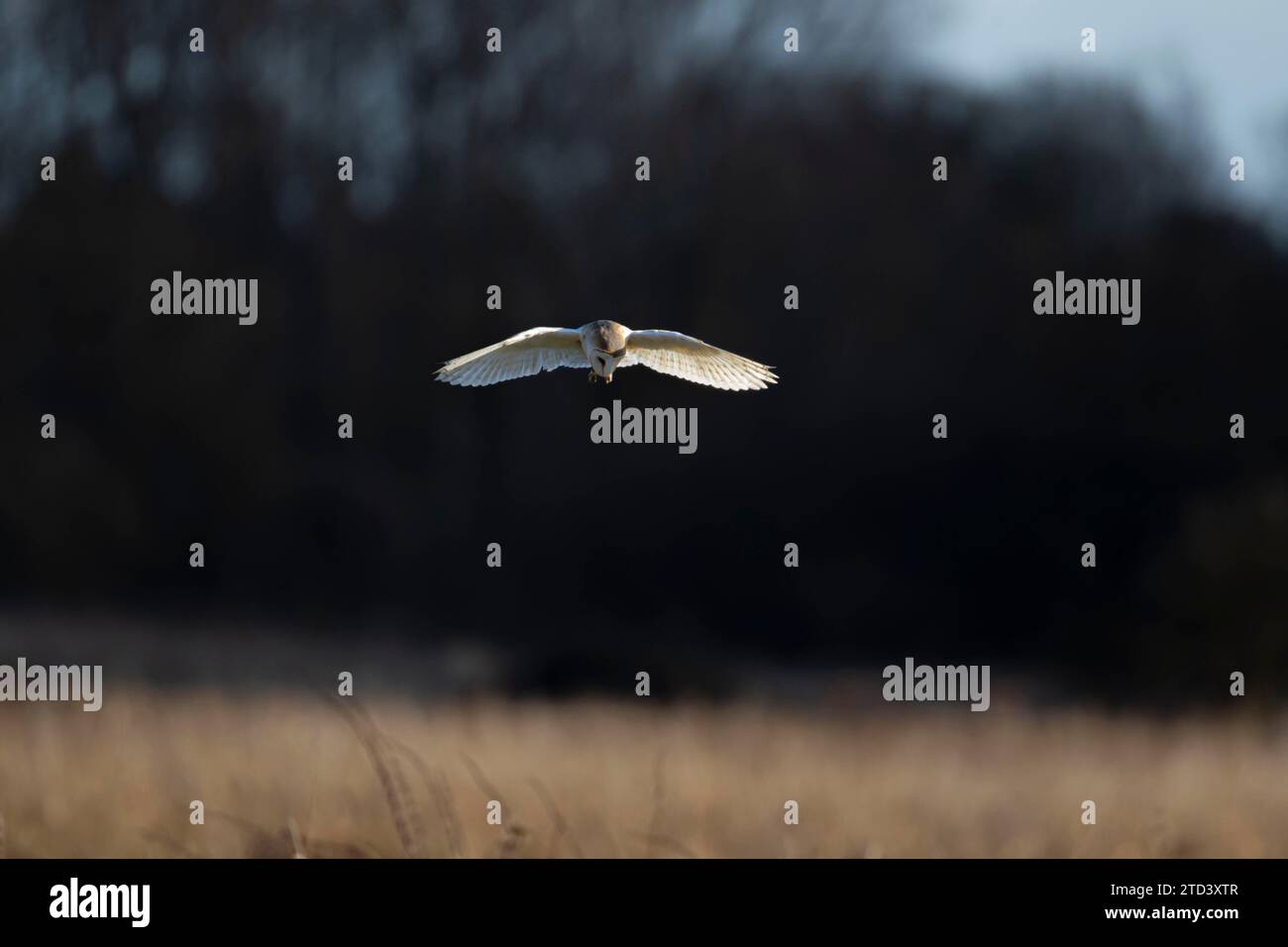 Barn Owl (Tyto alba) uccello adulto che sorvola prati, Norfolk, Inghilterra, Regno Unito Foto Stock