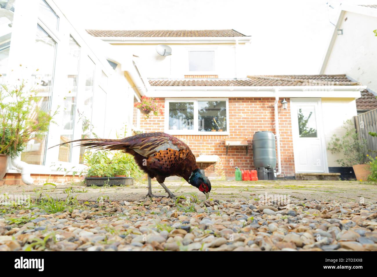 Fagiano comune (Phasianus colchicus) adulto maschio che dà da mangiare al patio del giardino, Suffolk, Inghilterra, Regno Unito Foto Stock