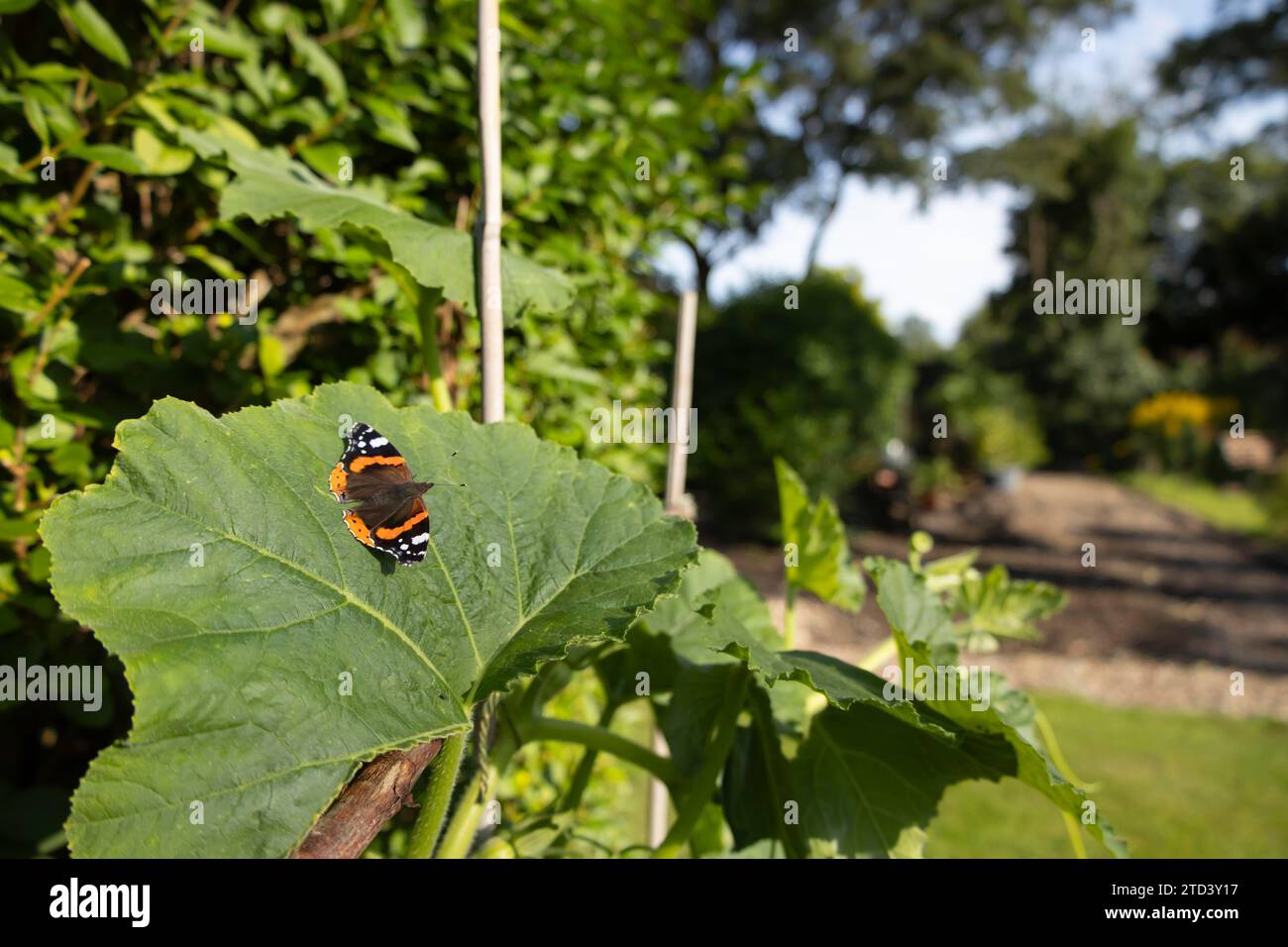 Ammiraglio rosso (Vanessa atalanta) farfalla adulto che riposa su una foglia di pianta di zucca del giardino, Suffolk, Inghilterra, Regno Unito Foto Stock