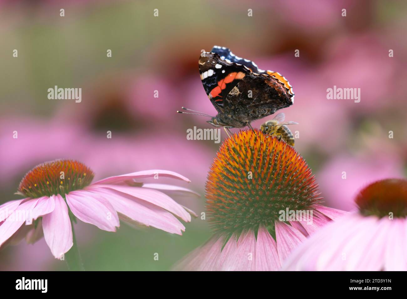 Ammiraglio rosso (Vanessa atalanta) farfalla e ape di miele (Apis mellifera) che si nutrono di un fiore di Coneflower (Echinacea purpurea) da giardino, Norfolk, Inghilterra Foto Stock