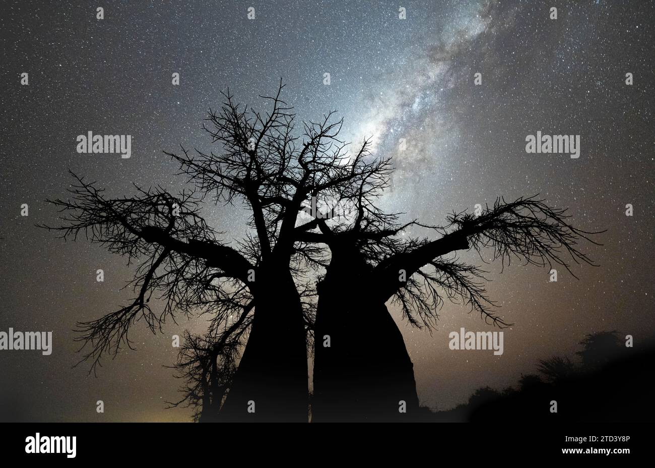 Sagoma di un baobab con cielo stellato e via Lattea, baobab africano (Adansonia digitata), ripresa notturna, isola di Kubu, salina Makgadikgadi Foto Stock