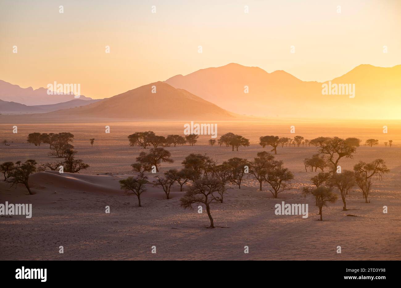 Tramonto nel deserto del Namib, acacia e montagne nell'ultima luce serale, riserva naturale del NamibRand, Namibia Foto Stock