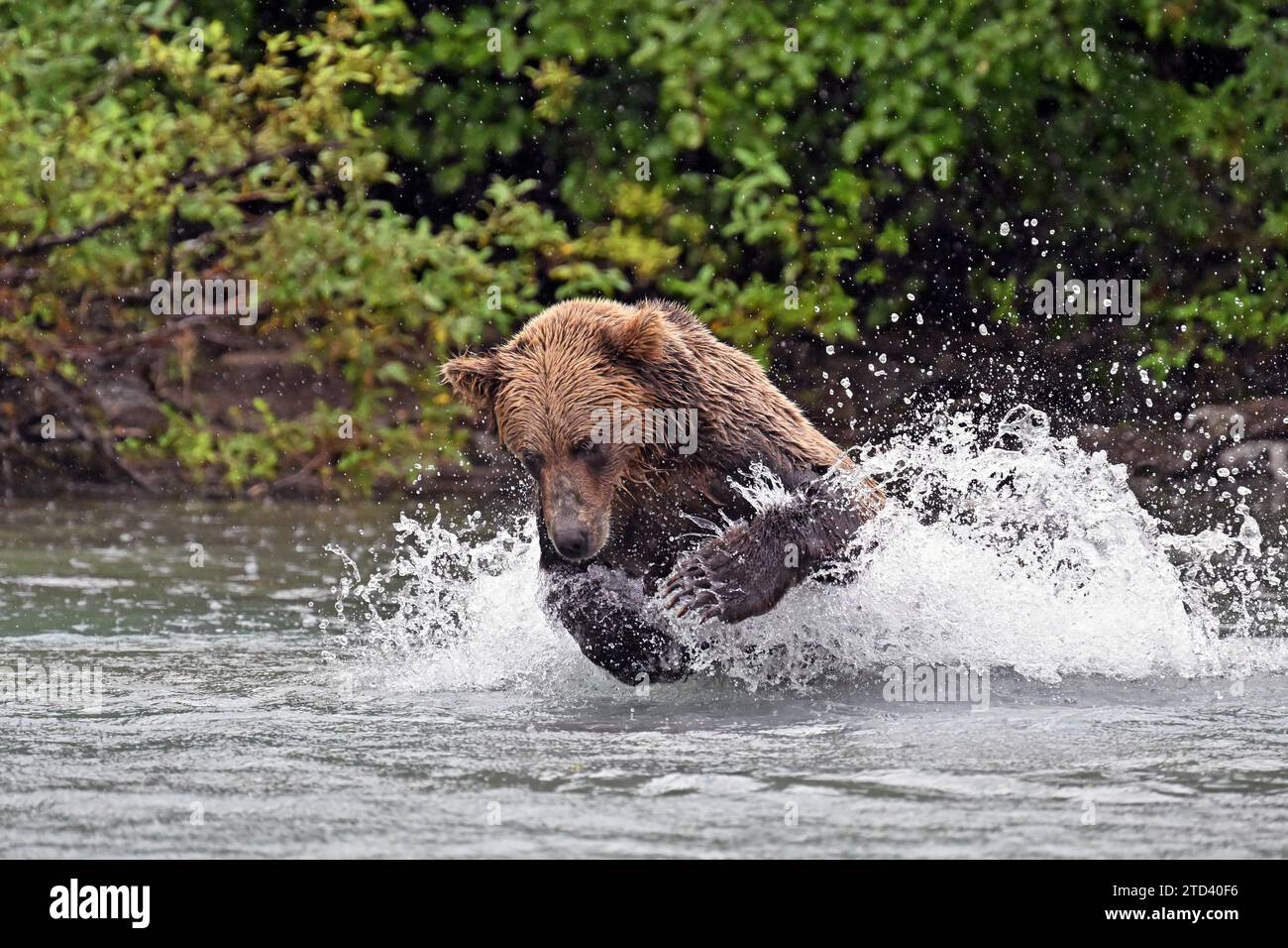 Orso bruno (Ursus arctos) a caccia di salmone in acqua, Lake Clark National Park, Alaska Foto Stock