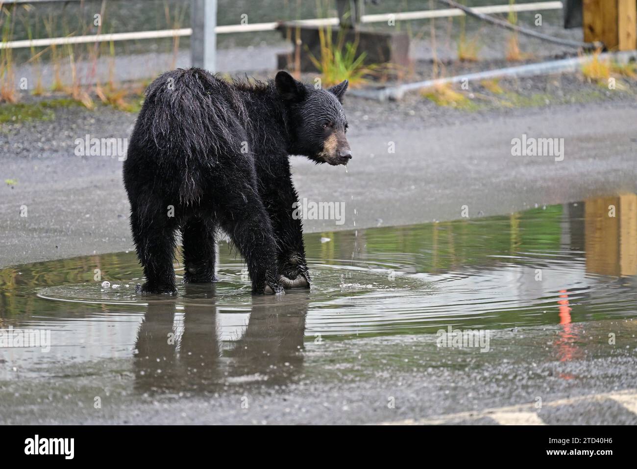 Orso nero americano (Ursus americanus) in piedi in una pozza d'acqua in un parcheggio, Prince William Sound, Alaska Foto Stock