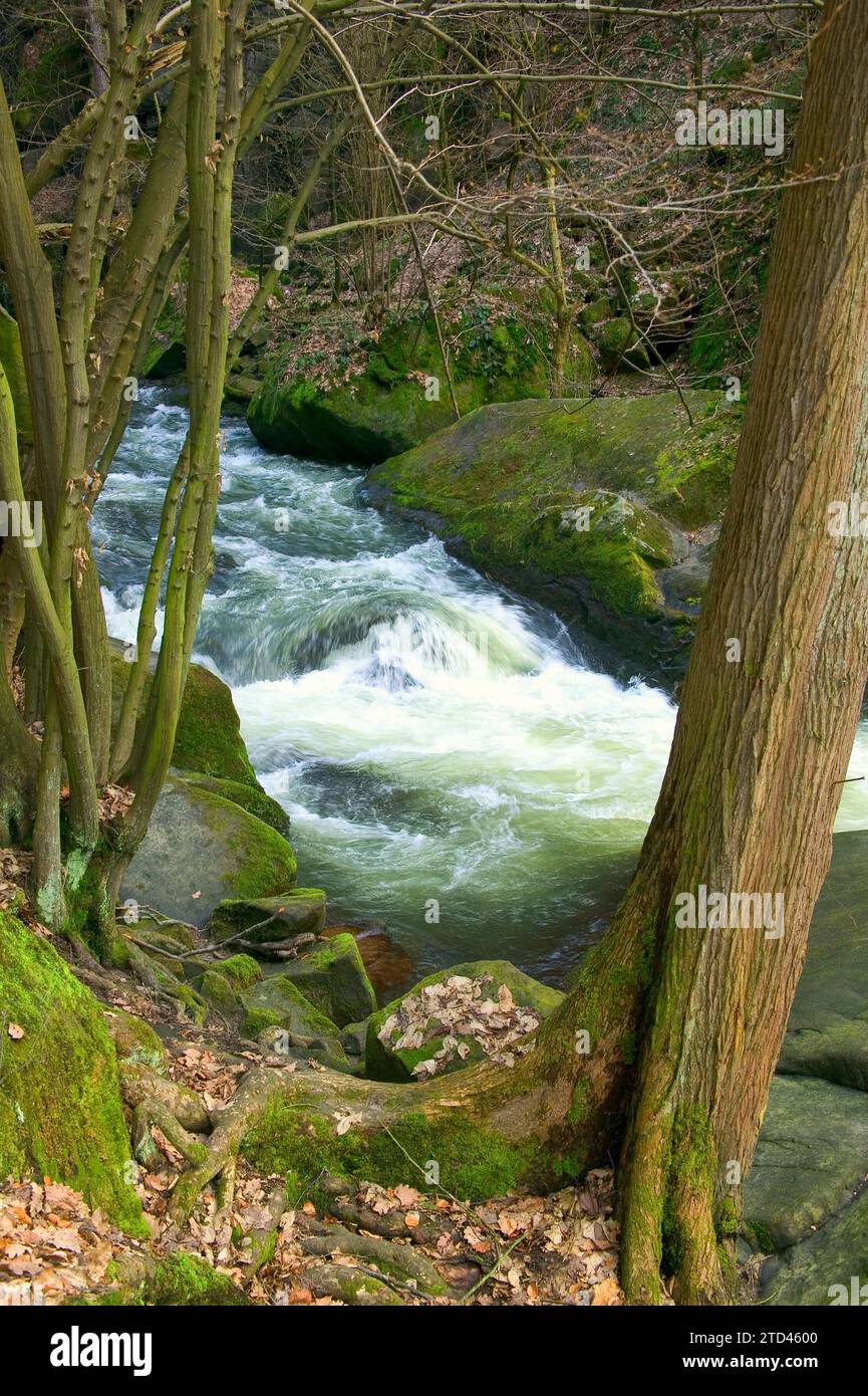 Liebethaler Grund vicino a Lohmen, nella Svizzera sassone Foto Stock