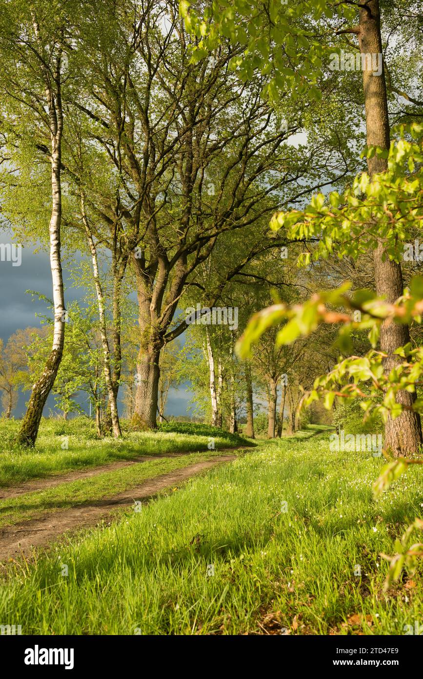 Un sentiero soleggiato e tranquillo o una strada di campagna conduce attraverso un paesaggio primaverile, fiancheggiato da betulla verde di maggio (Betula alba) (Betula verrucosa) o Foto Stock