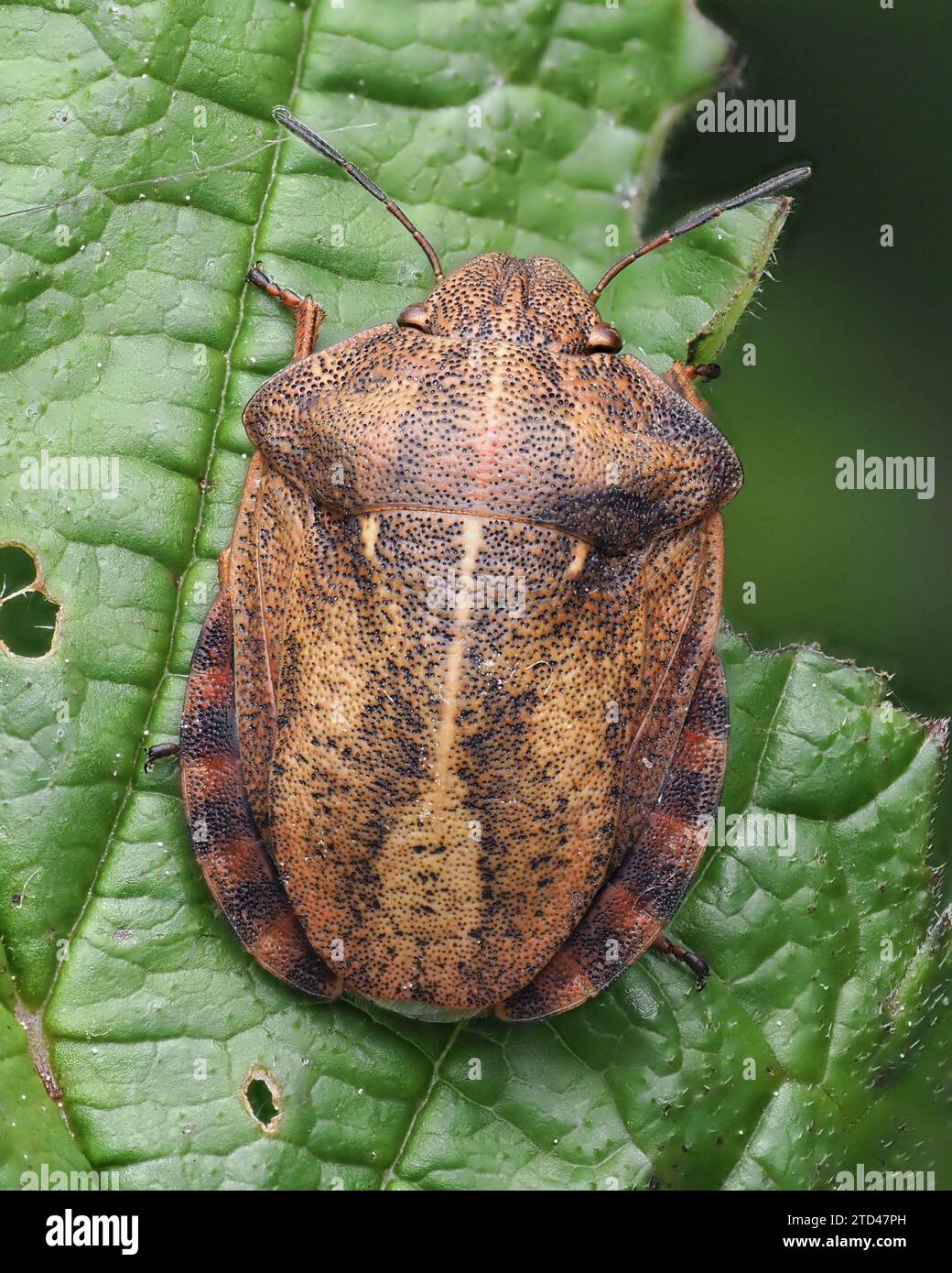 Vista dorsale della tartaruga Shieldbug (Eurygaster testudinaria). Tipperary, Irlanda Foto Stock