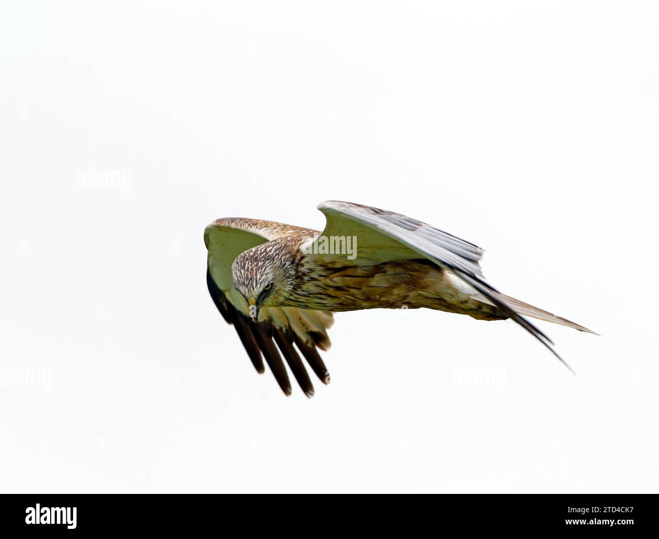 WESTERN Marsh-harrier (Circus aeruginosus), maschio in volo, Texel Island, Paesi Bassi Foto Stock