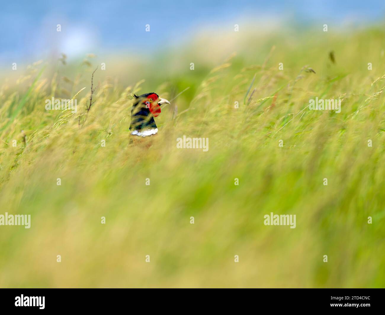 Fagiano (Phasianus colchicus) o fagiano da caccia, maschio nascosto nell'erba, Texel Island, Paesi Bassi Foto Stock