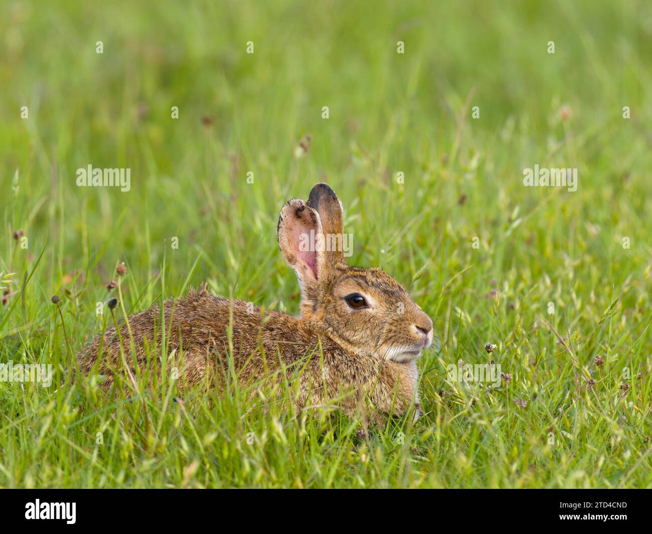 Coniglio europeo (Oryctolagus cuniculus), Isola di Texel, Paesi Bassi Foto Stock