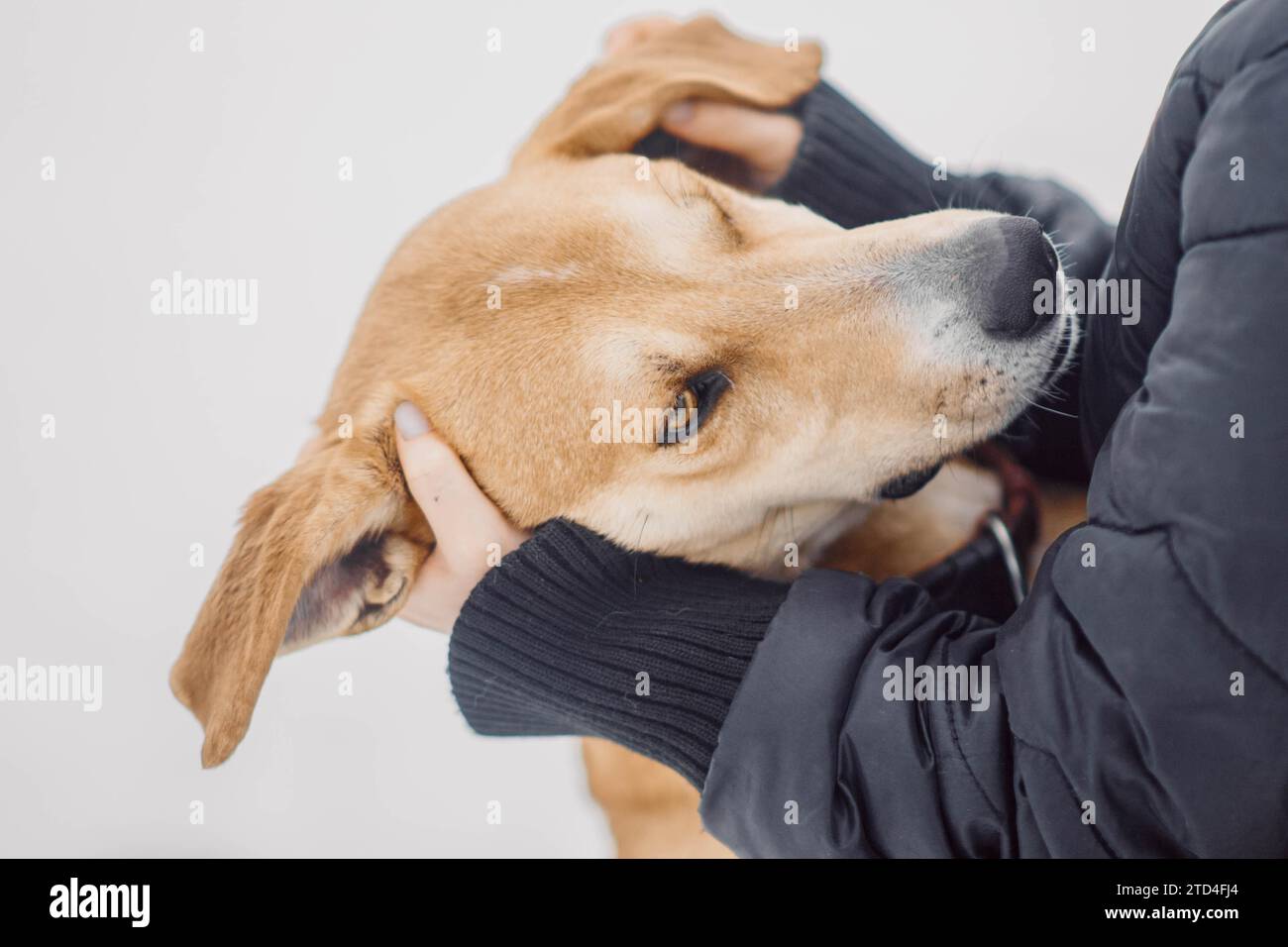 Un cane rosso senzatetto abbraccia felicemente il suo nuovo proprietario in un rifugio per cani randagi Foto Stock