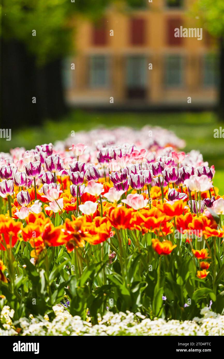 Pillnitz Palace Park in primavera Foto Stock