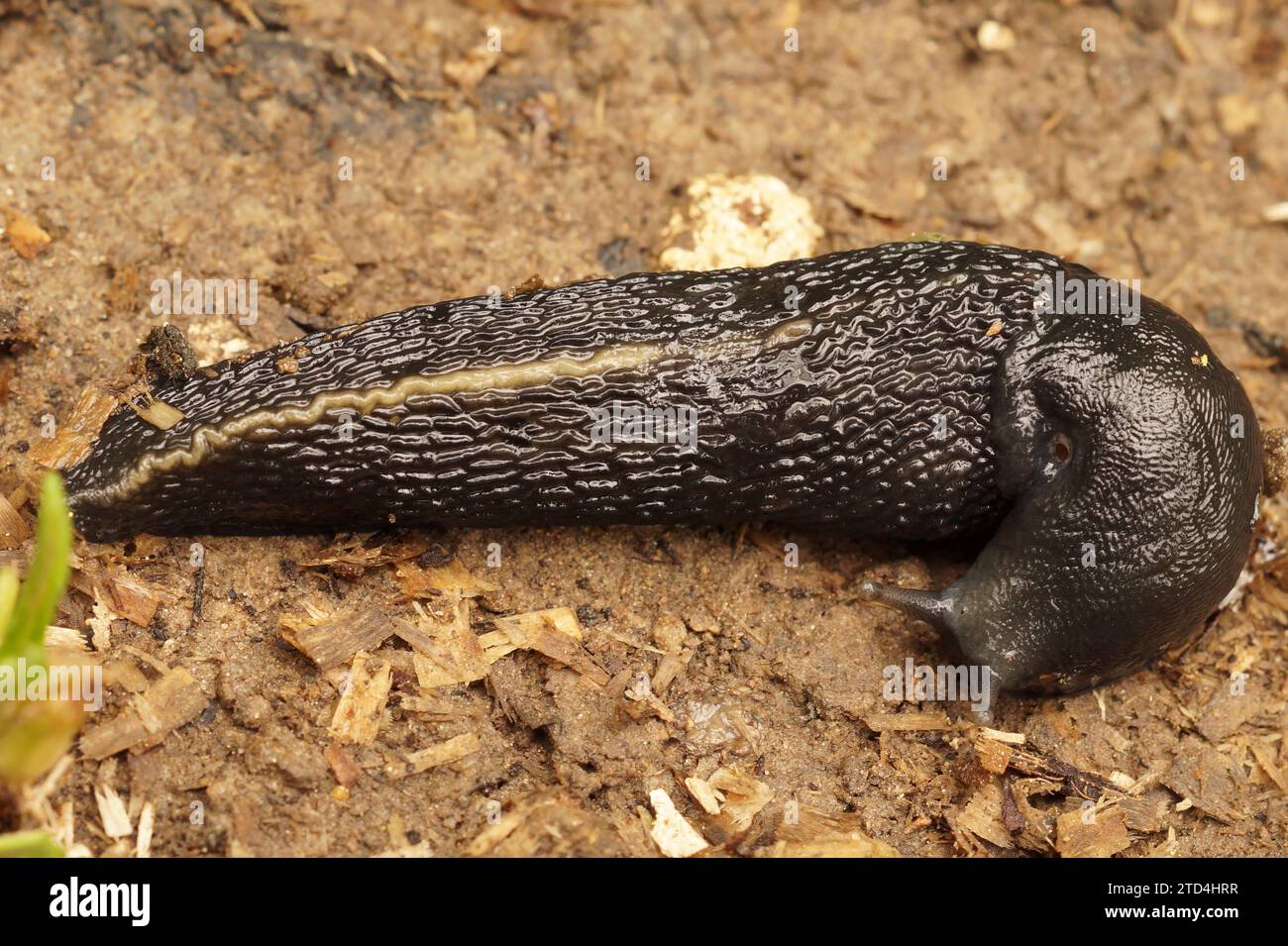 Primo piano naturale su un grande fango di terra nero frassino, che respira aria, il Limax cinereoniger Foto Stock