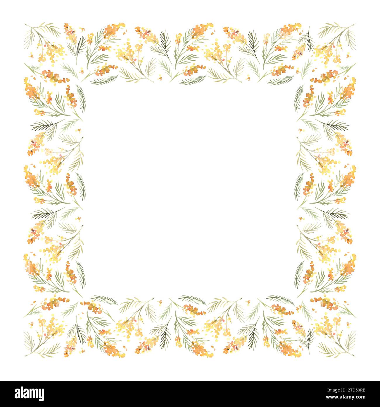 Cornice quadrata floreale acquerello con splendida mimosa gialla. Illustrazione botanica disegnata a mano. Da utilizzare per la progettazione di matrimoni, biglietti d'auguri, 8 marzo Foto Stock