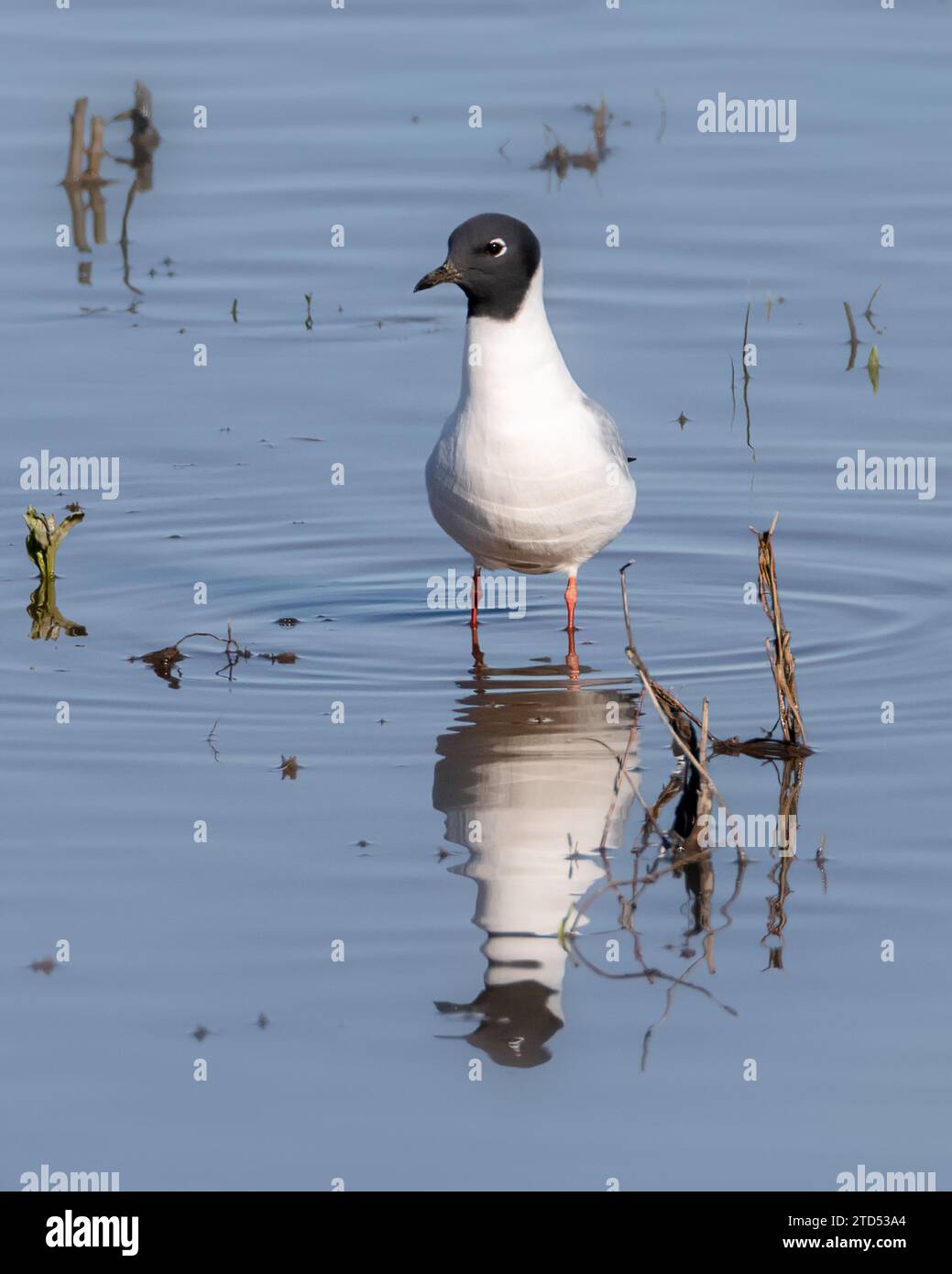 Primo piano del Gull di Bonaparte alla ricerca di cibo in acque poco profonde con il suo riflesso Foto Stock