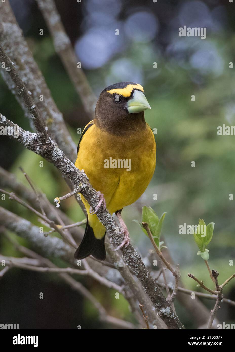 Vista frontale ravvicinata dell'uccello Grosbeak maschile che si arrocca sul ramo dell'albero Foto Stock