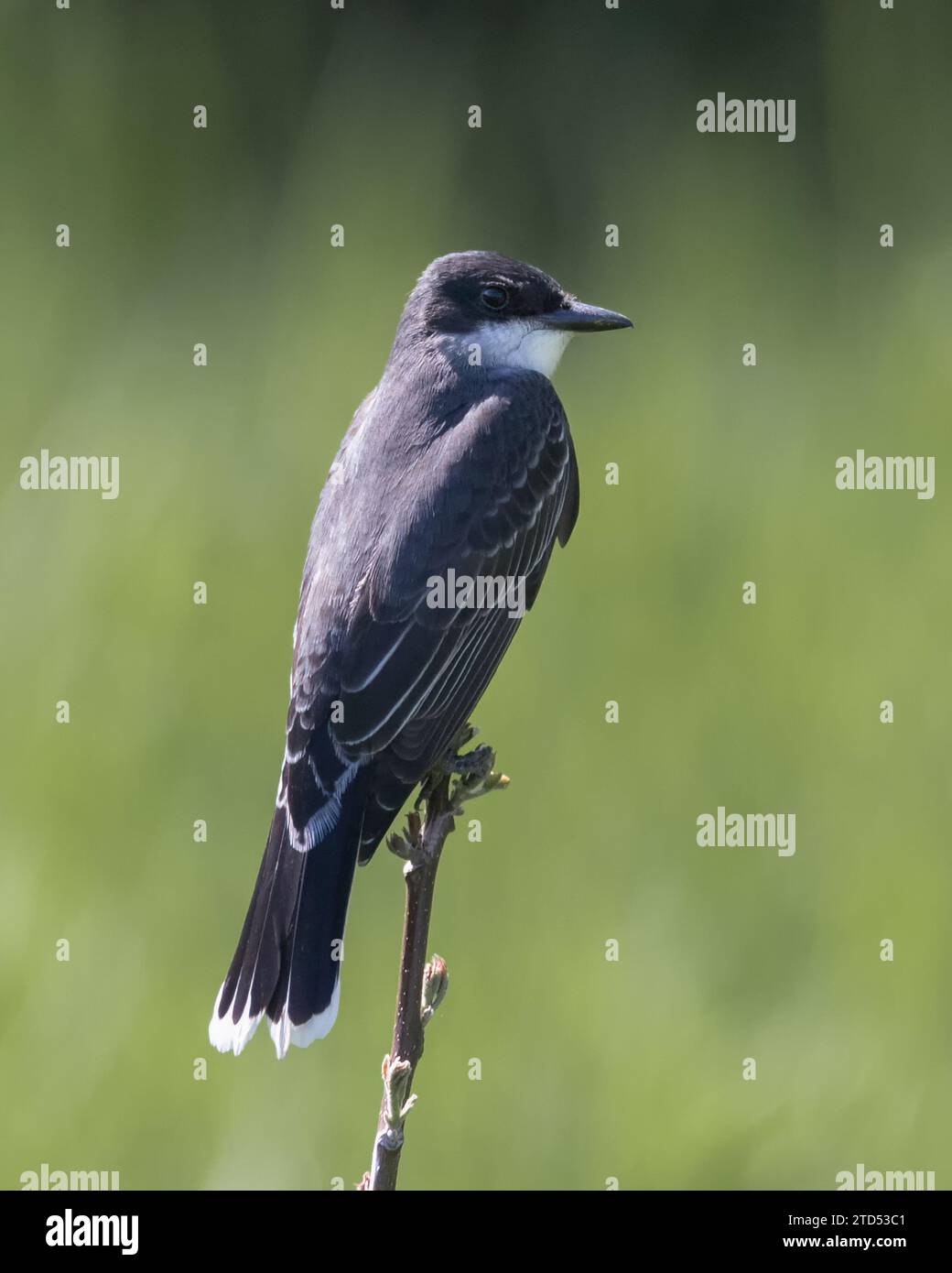 Primo piano dell'Eastern Kingbird appollaiato sulla punta di un ramo di arbusti Foto Stock