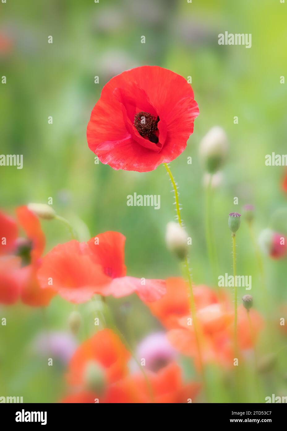 Fiore di papavero rosso affilato isolato circondato da fiori sfocati nel campo Foto Stock