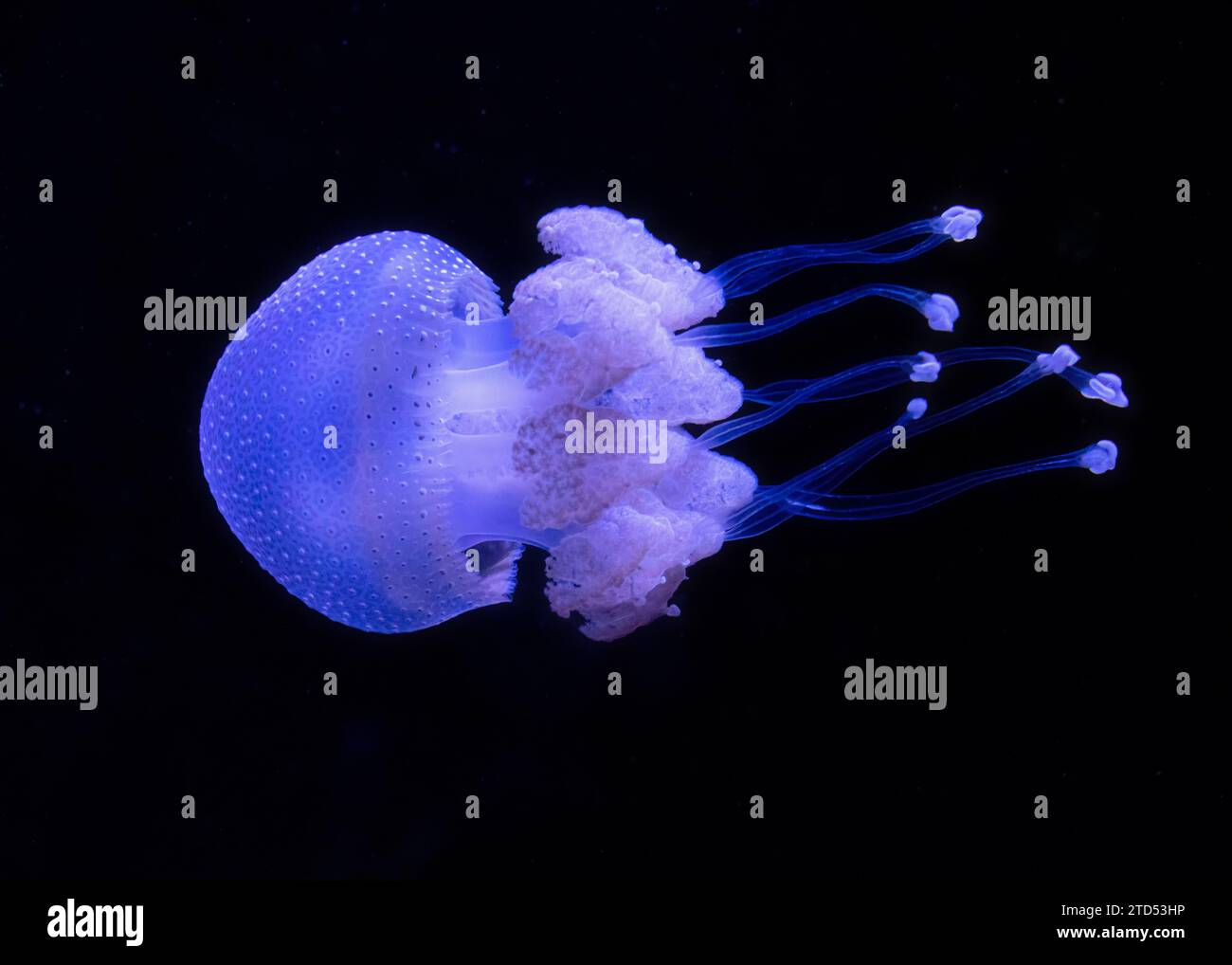 Primo piano sul nuoto di Jellyfish maculata australiana su sfondo nero Foto Stock