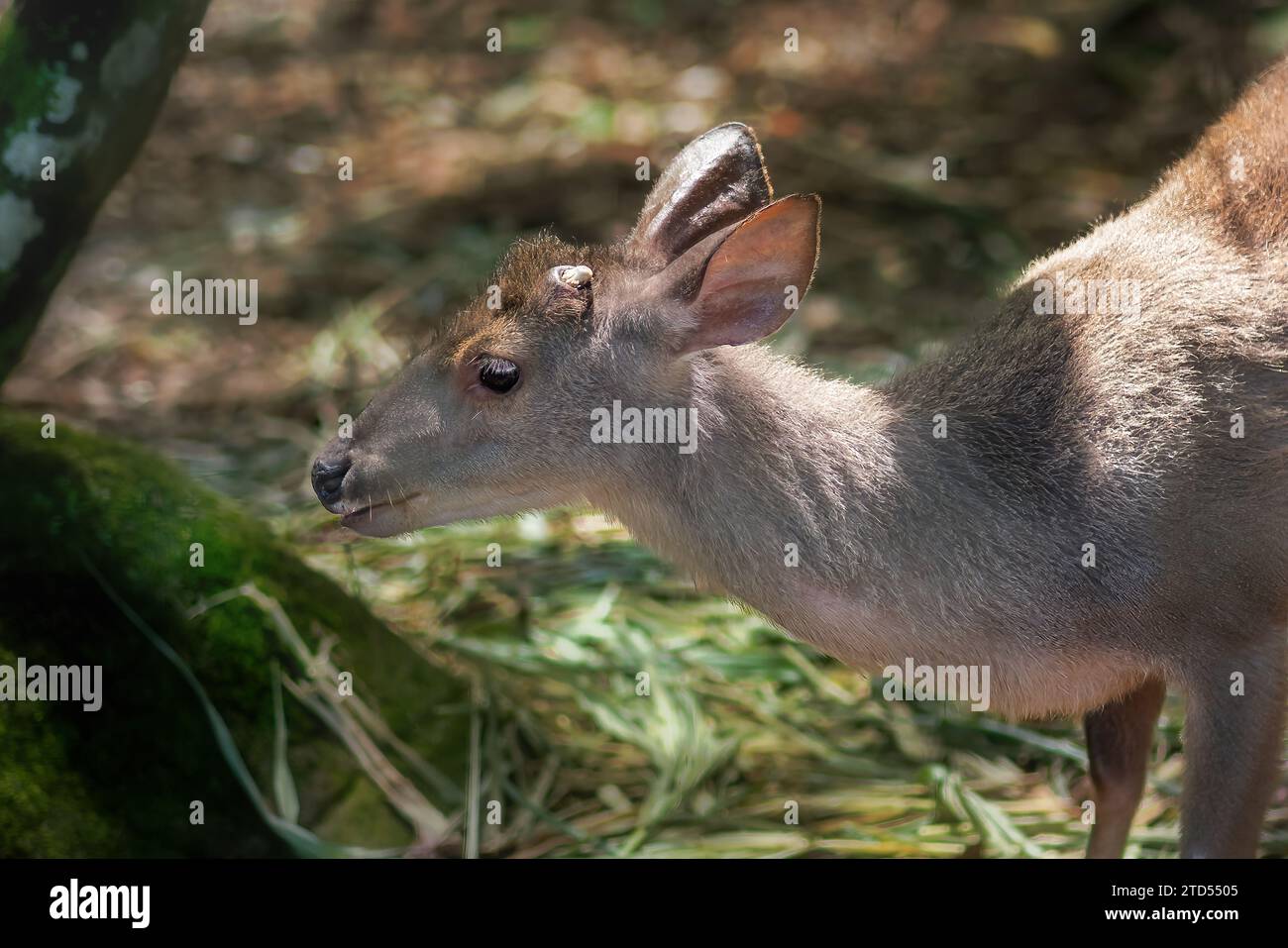 Brozzo Grigio maschile (Mazama gouazoubira) all'inizio della stagione di coltivazione delle corna - cervi sudamericani Foto Stock