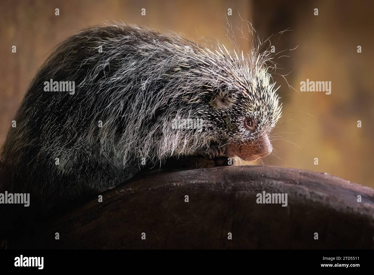 Porcospino brasiliano (Coendou prehensilis) - roditore sudamericano Foto Stock