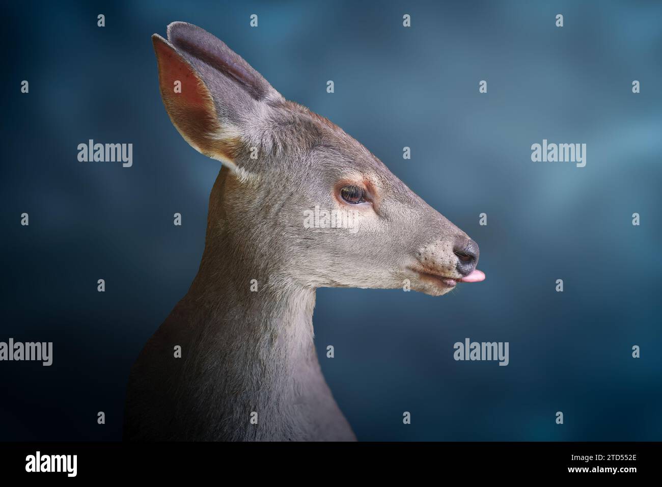 Razzo grigio che mostra la lingua su sfondo blu (Mazama gouazoubira) - cervi sudamericani Foto Stock