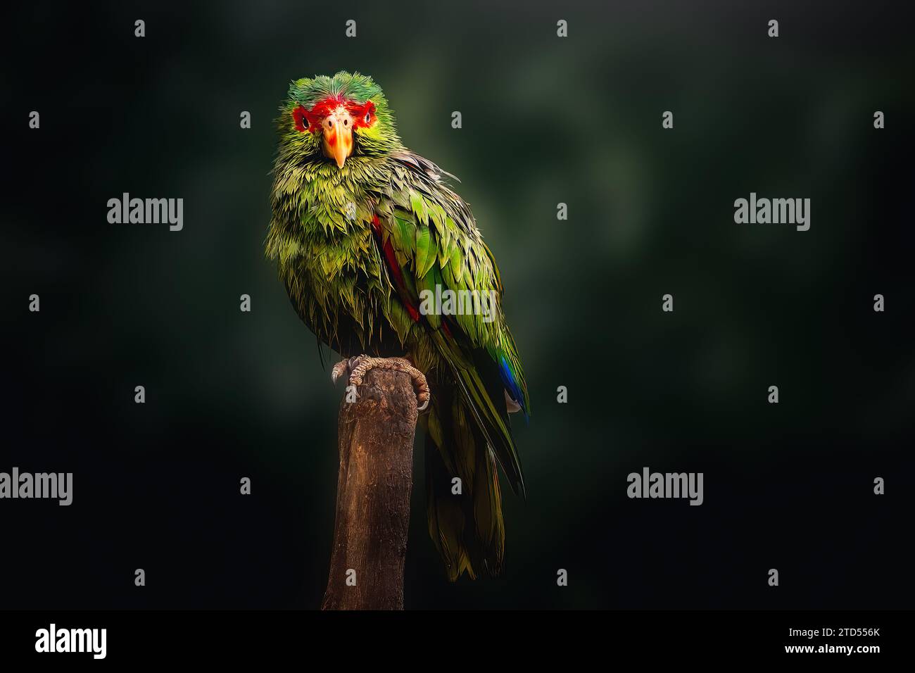 Ala di pappagallo amazzonico bagnato imbevuto di rosso (Amazona pretrei) Foto Stock