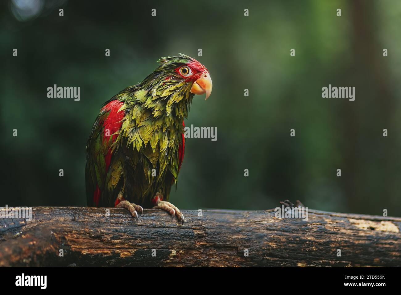 Ala di pappagallo amazzonico bagnato imbevuto di rosso (Amazona pretrei) Foto Stock