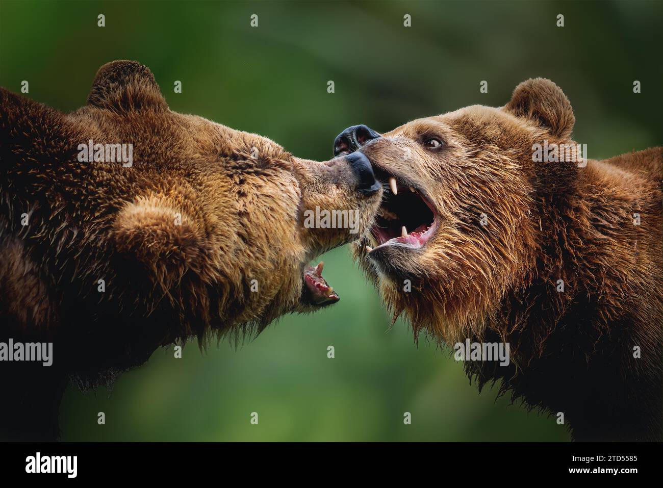 Coppia di orsi bruni che combattono o giocano (Ursus arctos) Foto Stock