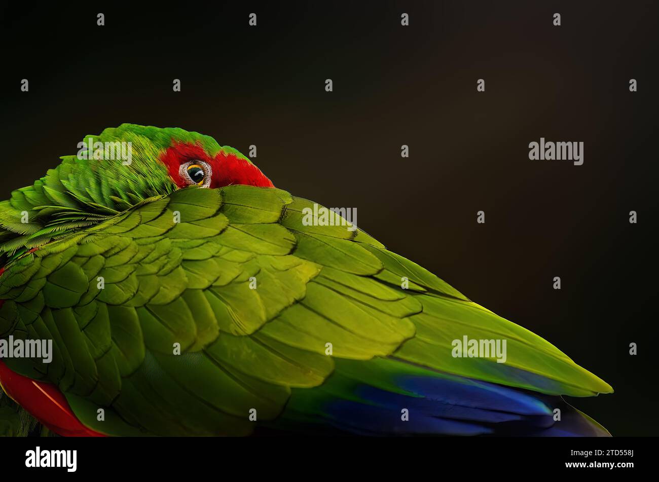 Ala e occhio del pappagallo amazzonico dagli occhiali rossi (Amazona pretrei) Foto Stock