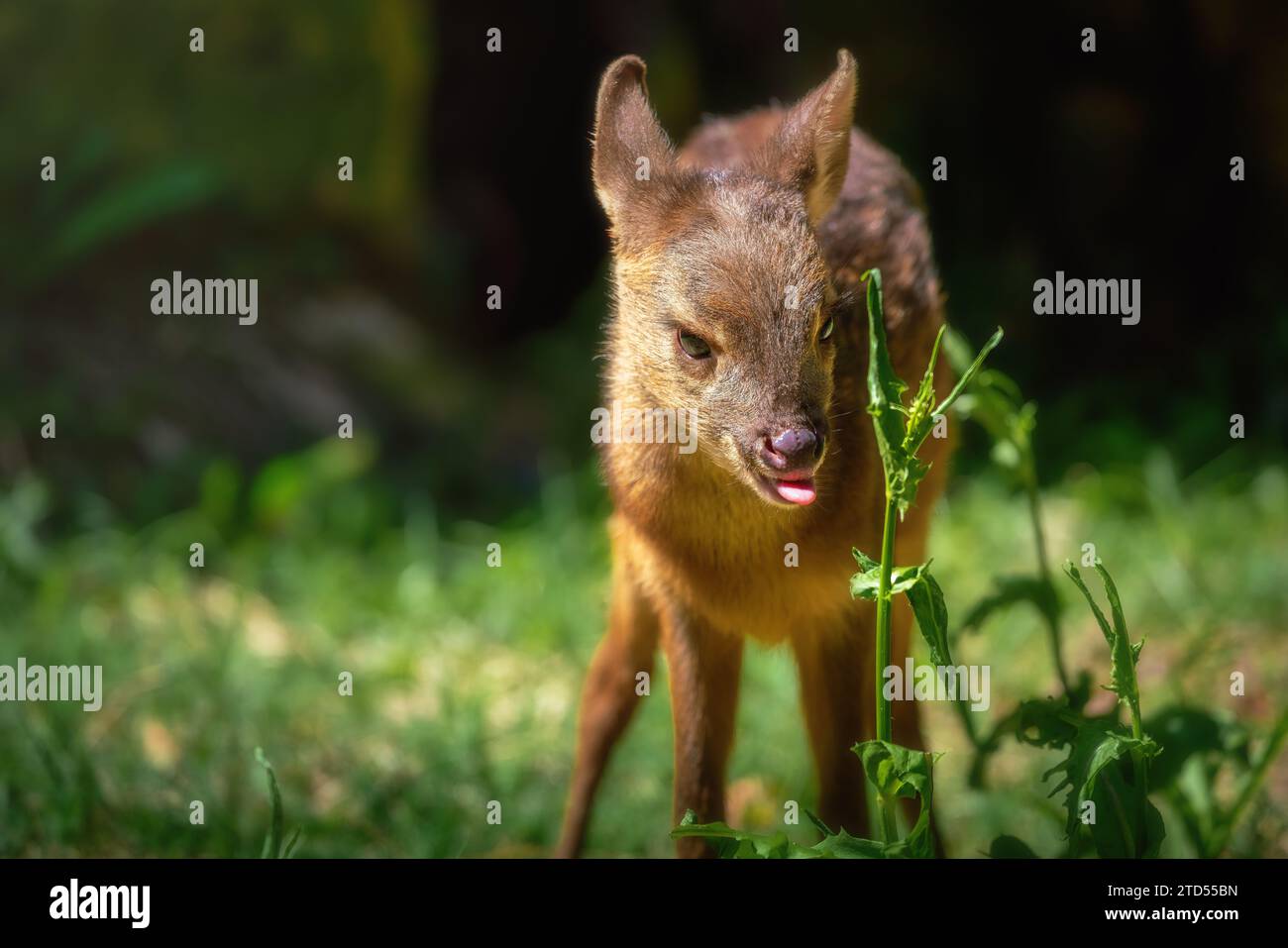 Baby Gray Brocket eating (Mazama gouazoubira) - South American Deer Foto Stock