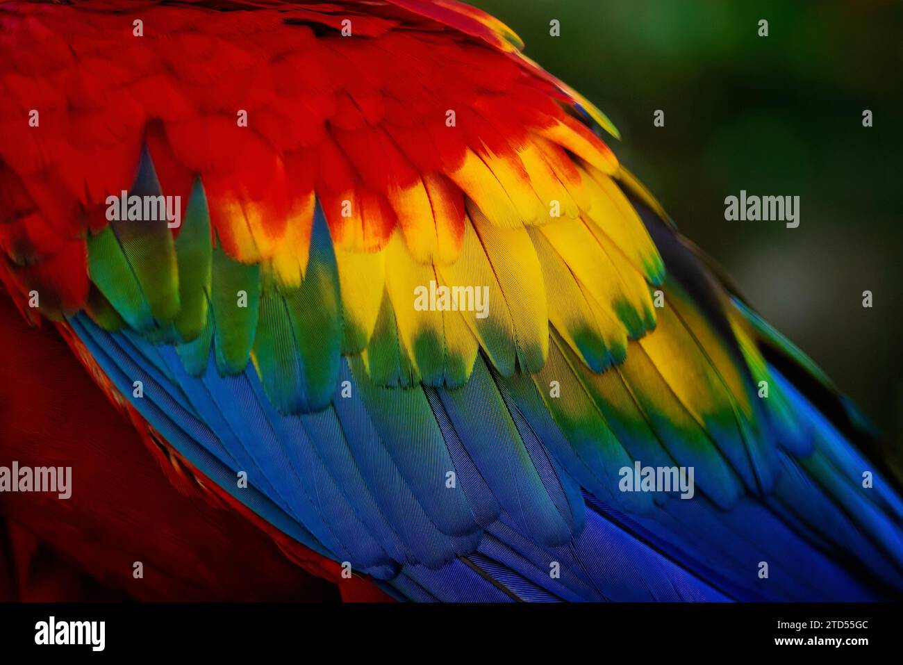 Scarlet Macaw (Ara macao) Wing Feathers Foto Stock