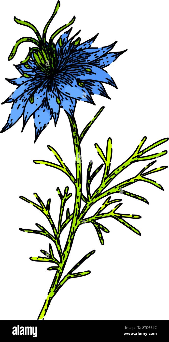 medicine nigella sativa disegno vettoriale a mano Illustrazione Vettoriale