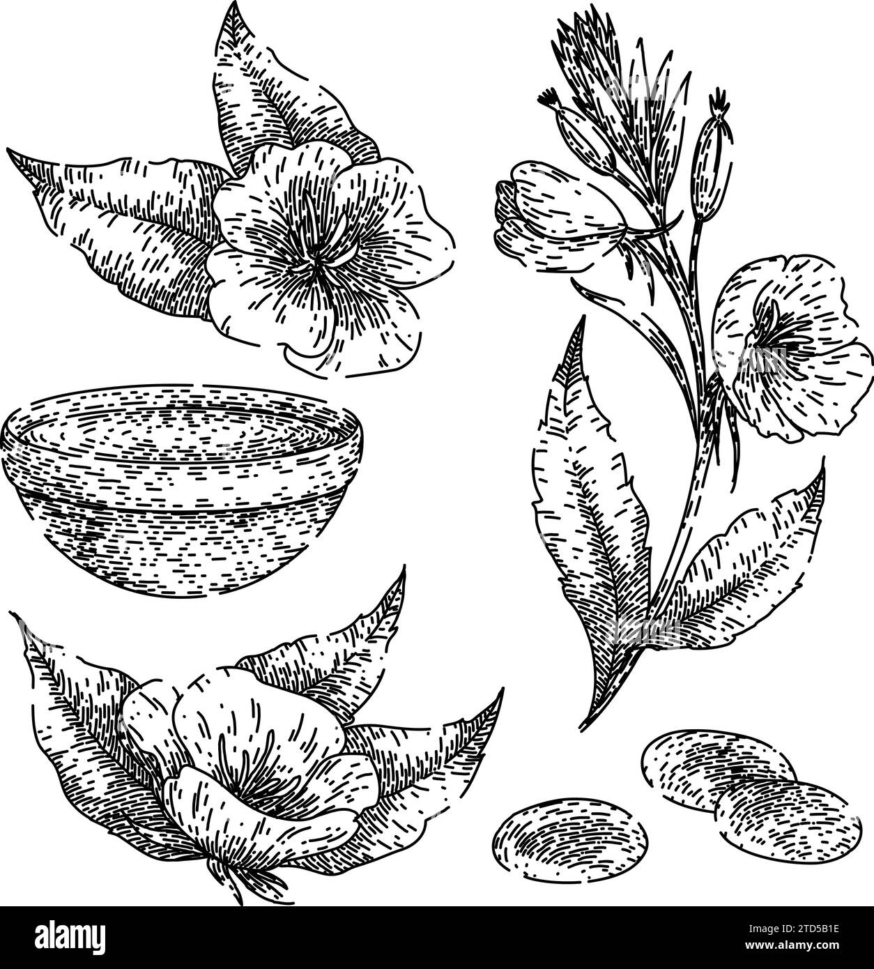 set di primrose da sera disegnato a mano da un vettore Illustrazione Vettoriale