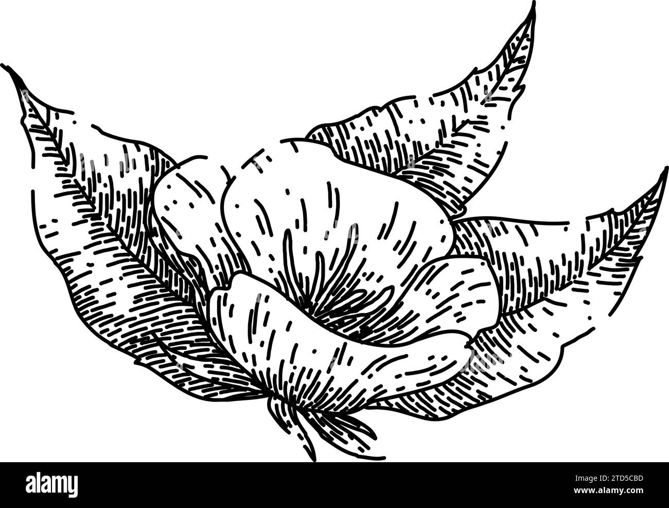 medicina sera schizzo primrose disegnato a mano vettore Illustrazione Vettoriale