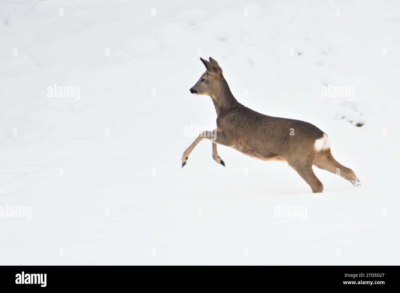 Capreolus capreolus il capriolo europeo corre su un campo coperto di neve. La natura della repubblica Ceca in inverno. Foto Stock