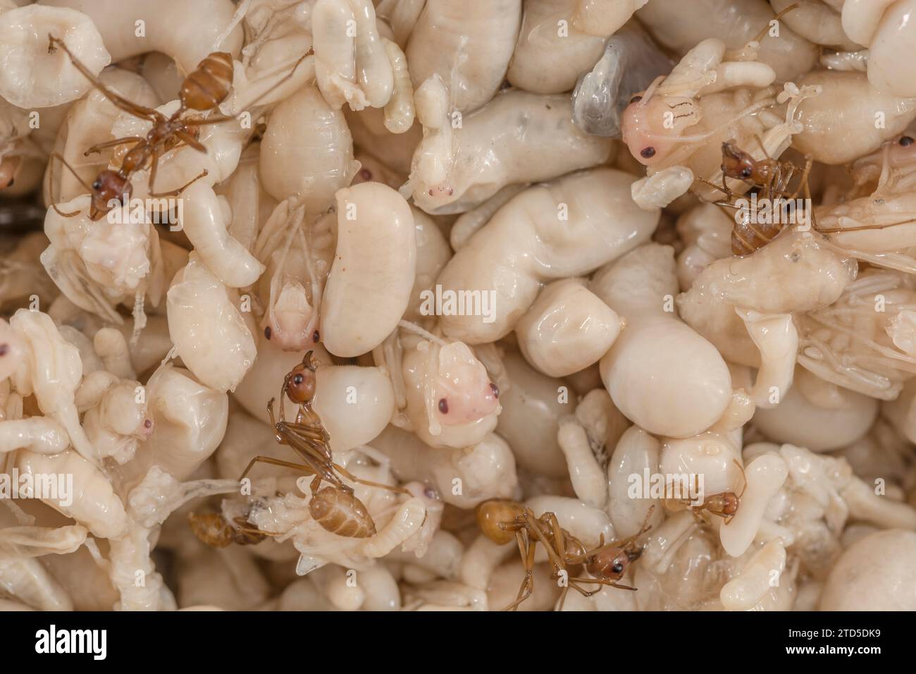 Primo piano di pupe di formiche, larve e adulti. Non so quali specie, tranne le larva, siano lunghe più di 1 cm, in Thailandia vendute come Kai Mod Dang e utilizzate come snack. Foto Stock