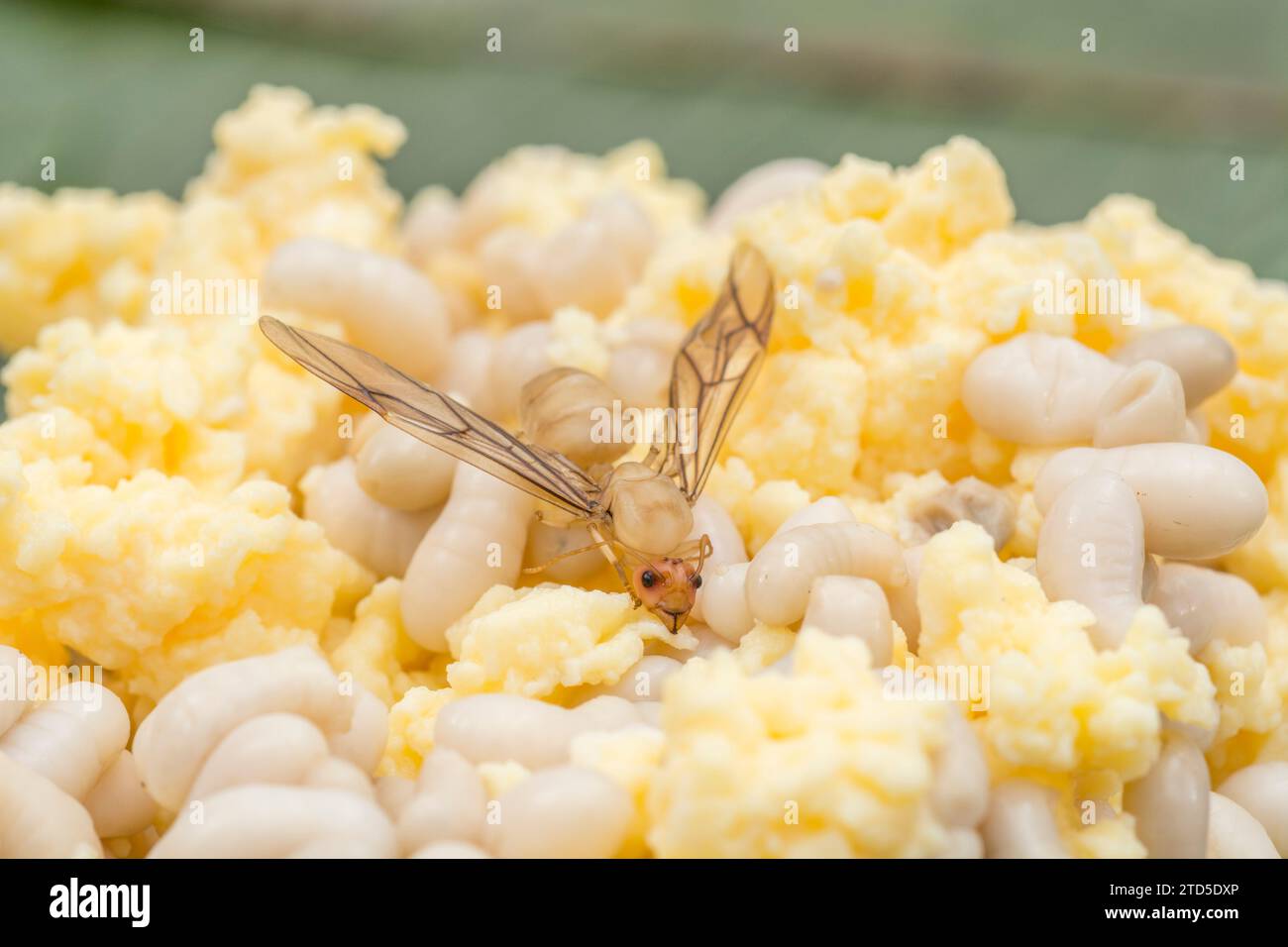 In Thailandia le formiche e le uova di formiche sono un cibo di strada comune in Thailandia, dove Kai Mod Dang (uova di formica rossa) sono in vendita in stagione. Primi piani di larve di formiche cotte Foto Stock