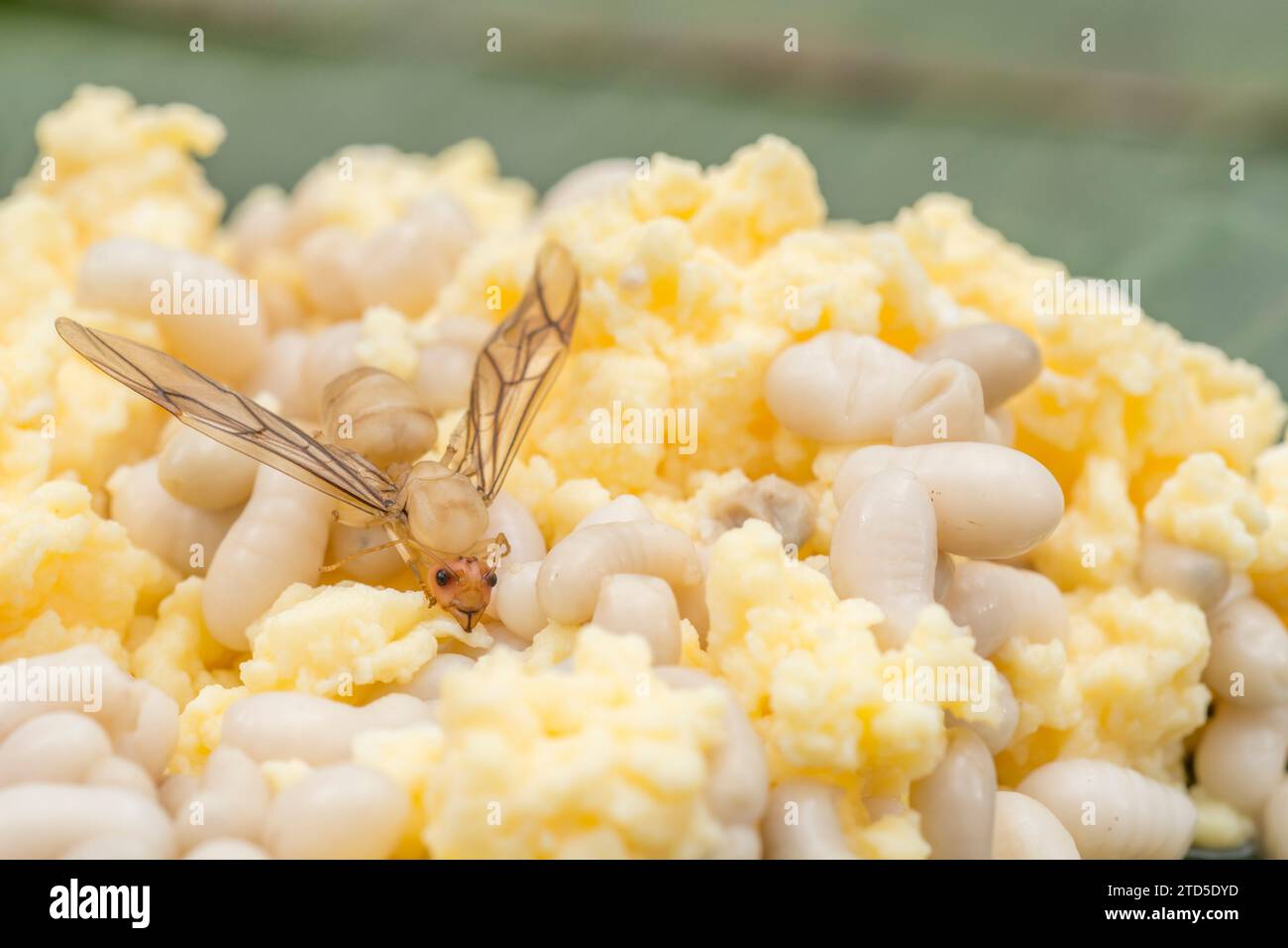 In Thailandia le formiche e le uova di formiche sono un cibo di strada comune in Thailandia, dove Kai Mod Dang (uova di formica rossa) sono in vendita in stagione. Primi piani di larve di formiche cotte Foto Stock