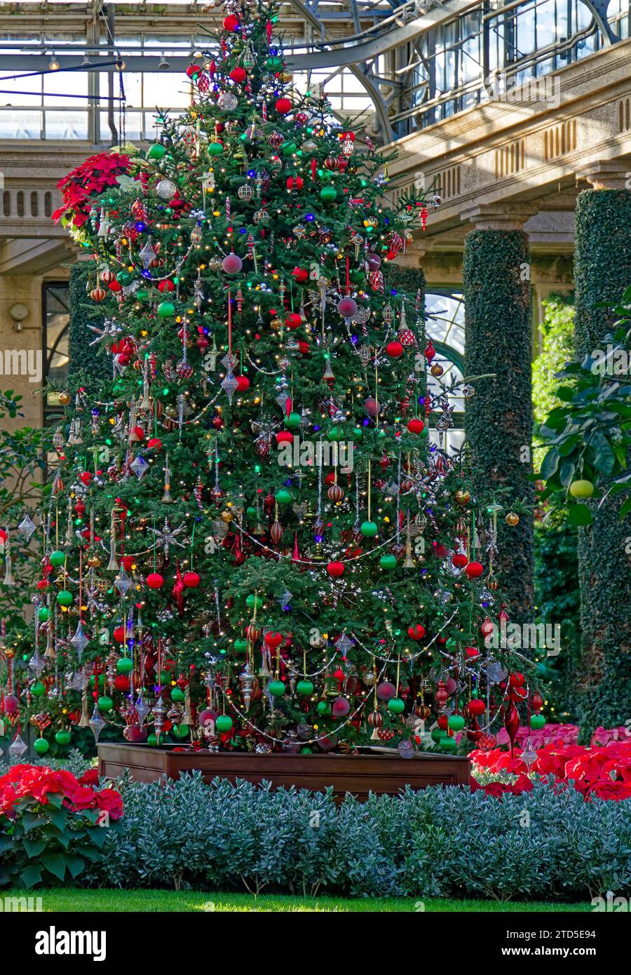 Grande albero decorato; elaborata esposizione natalizia; soffitto in vetro; cesto appeso; poinsettias; Conservatory; Longwood Gardens; Kennett Square; Pennsylvania; wisconsin Foto Stock