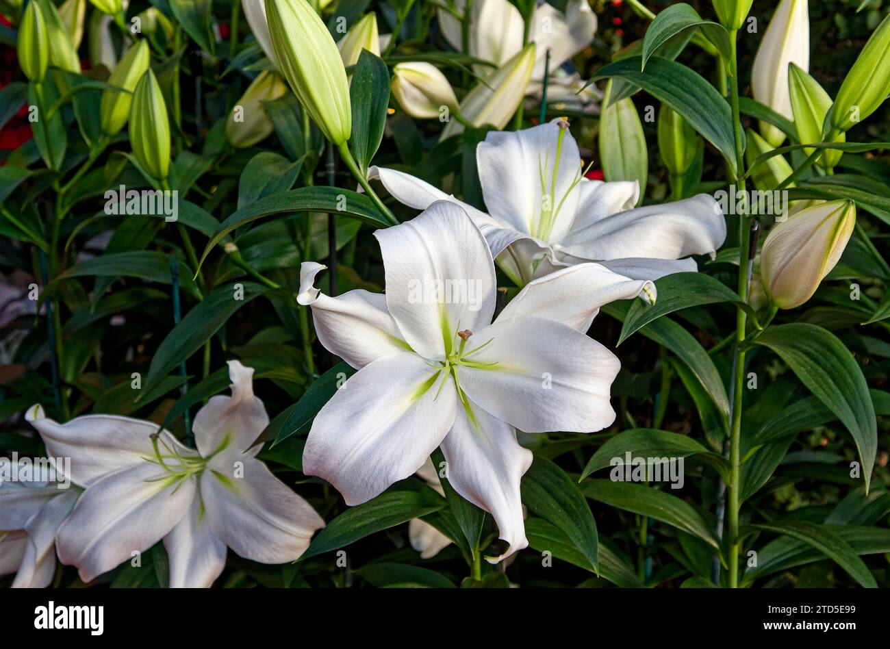 gigli bianchi, letto di fiori, gemme, fiori aperti, coltivati, natura Foto Stock