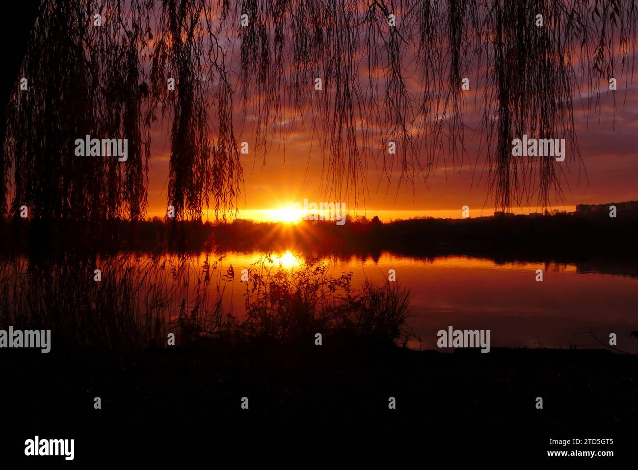 Luce solare su un lago all'alba. Riflesso del sole nell'acqua. Sagoma di salviette piangenti e pampas in primo piano. Foto Stock